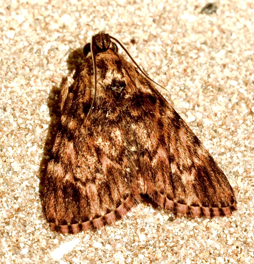 Macalla nauplialis moth Listed as Mimaglossa nauplialis on some websites.<br />
<br />
Attracted to UV light. 26.1.23,Australia,Eamw moth,Encounter Bay SA,Geotagged,Macalla ew,Macalla nauplialis,Mimaglossa nauplialis,Summer,UVL