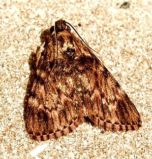 Macalla nauplialis moth Listed as Mimaglossa nauplialis on some websites.

Attracted to UV light. 26.1.23,Australia,Eamw moth,Encounter Bay SA,Geotagged,Macalla ew,Macalla nauplialis,Mimaglossa nauplialis,Summer,UVL