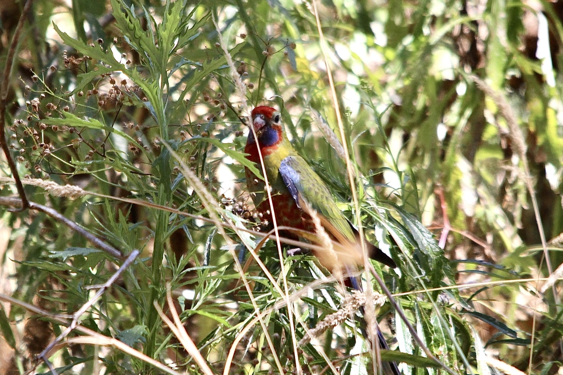 Adelaide rosella - Platycercus adelaidae  Australia,Crimson rosella,Eamw birds,Geotagged,Ingalalla falls,Jan 27.2023,Platycercus elegans,Summer,parrots