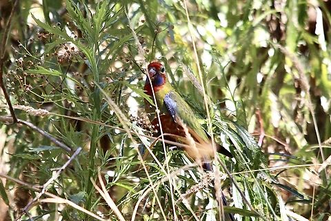 Adelaide rosella - Platycercus adelaidae  Australia,Crimson rosella,Eamw birds,Geotagged,Ingalalla falls,Jan 27.2023,Platycercus elegans,Summer,parrots