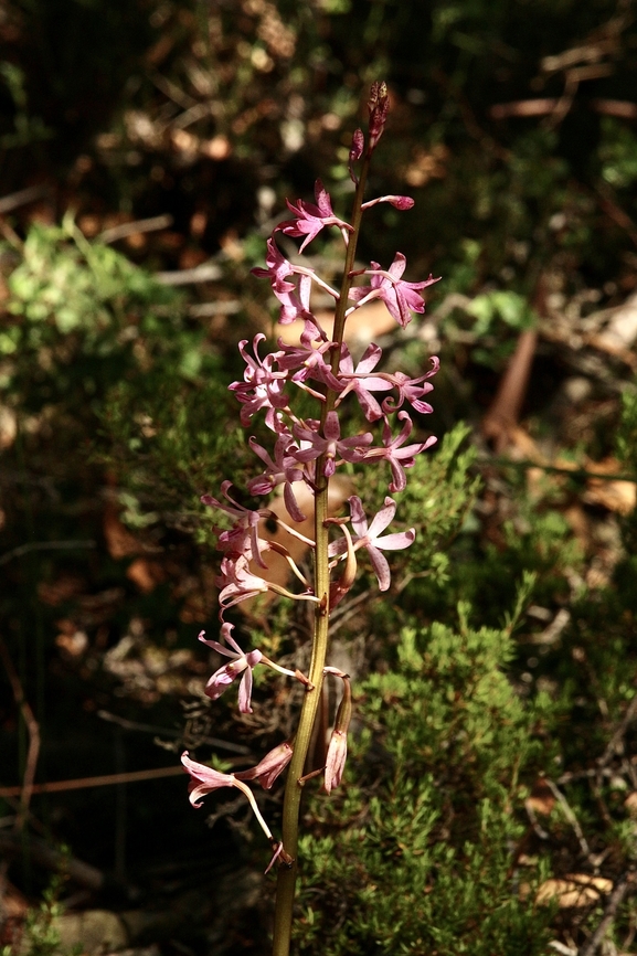 Rosy hyacinth orchid - Dipodium roseum  Australia,Dipodium roseum,Eamw flora,Eamw orchids,Fraser trust reserve,Geotagged,Rosy hyacinth orchid,Summer,orchids