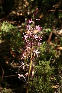 Rosy hyacinth orchid - Dipodium roseum  Australia,Dipodium roseum,Eamw flora,Eamw orchids,Fraser trust reserve,Geotagged,Rosy hyacinth orchid,Summer,orchids