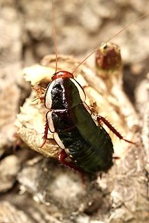 Common shining cockroach - Drymaplaneta communis. Very similar to Drymaplaneta semivitta who is lacking additional small white markings all along both sides. Australia,Common shining cockroach,Drymaplaneta communis,Eamw cockroaches,Geotagged,Summer
