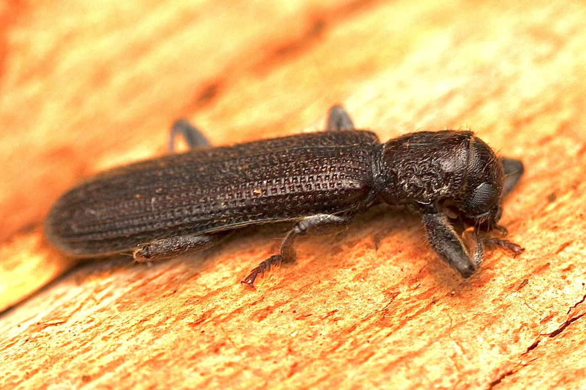 Genus - Eunatalis A beetle who played dead exceptionally well when disturbed.  Australia,Eamw beetles,Encounter Bay SA,Encounter Bay beetles,Genus Eunatalis,Geotagged,Summer,UVL