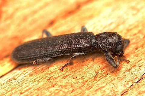 Genus - Eunatalis A beetle who played dead exceptionally well when disturbed.  Australia,Eamw beetles,Encounter Bay SA,Encounter Bay beetles,Genus Eunatalis,Geotagged,Summer,UVL