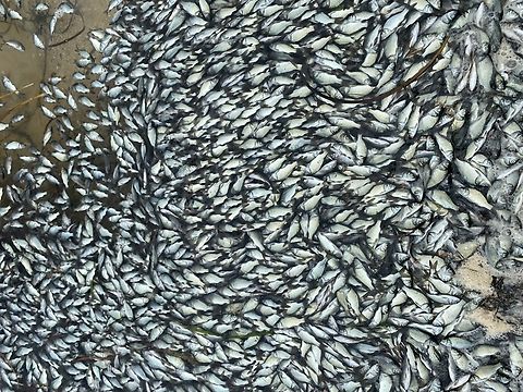 European carp- Cyprinus carpio Australias largest river has been in full flood for several weeks and now the water has reached the ocean in south Australia. Millions of juvenile carp are now washed into the sea where they die and being washed onto the beach Australia,Cyprinus carpio,Encounter Bay SA,European Carp,Geotagged,eamw fish