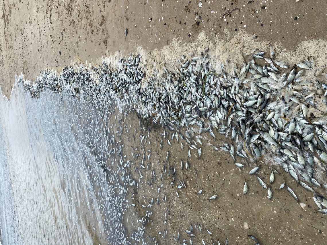European carp-Cyprinus carpio Dead juvenile carp litter the beaches in the southern Fleurieu Peninsula in South Australia. Australia,Cyprinus carpio,Eamw Fish,Encounter Bay SA,European Carp,Geotag