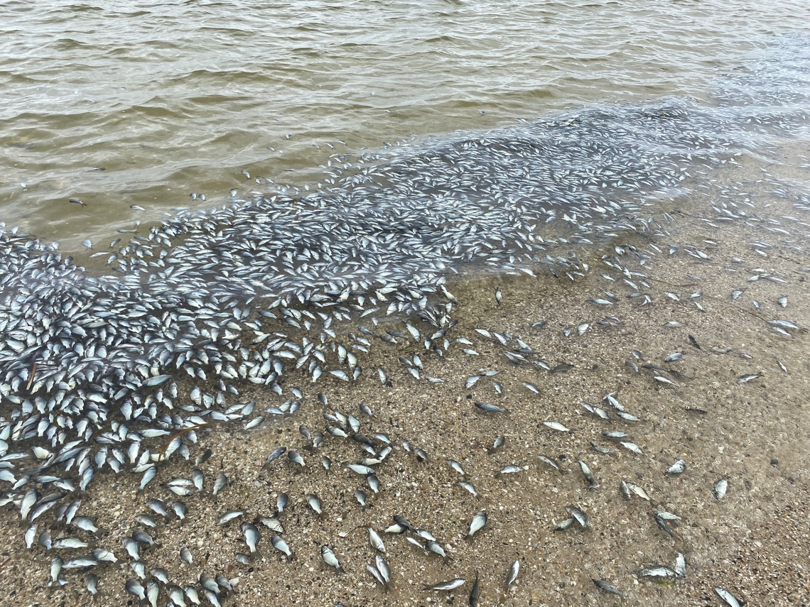 European carp- Cyprinus carpio More and more carp get washed up along many kilometers of beach. <br />
No one is upset as the European carp is an uncontrollable pest in the Murray river system.<br />
 Australia,Cyprinus carpio,Eamw Fish,Encounter Bay SA,European Carp,Geotagged