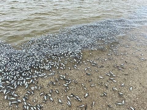 European carp- Cyprinus carpio More and more carp get washed up along many kilometers of beach. 
No one is upset as the European carp is an uncontrollable pest in the Murray river system.
 Australia,Cyprinus carpio,Eamw Fish,Encounter Bay SA,European Carp,Geotagged