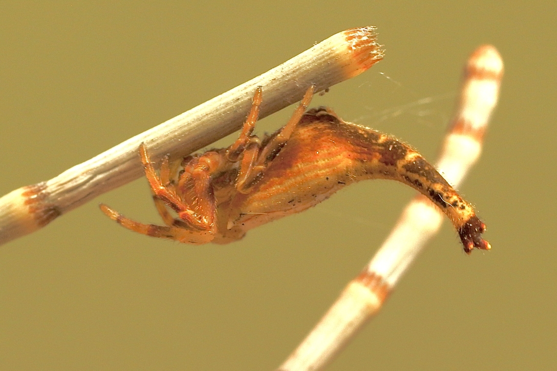 Scorpion-tailed Spider - Arachnura higginsi Usually they are found in a community,but this one was by itself. Arachnura higginsi,Australia,Eamw spiders,Eamw spiders Orbweavers,Geotagged,Scorpion-tailed Spider,Summer,Waitpinga Conservation Park South Australia