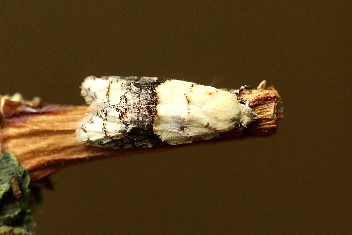 Tracholena sulfurosa A very small moth with only approximately 10mm, wingspan. Attracted to UV light Australia,Eamw moth,Geotagged,Summer,Tracholena,Tracholena sulfurosa
