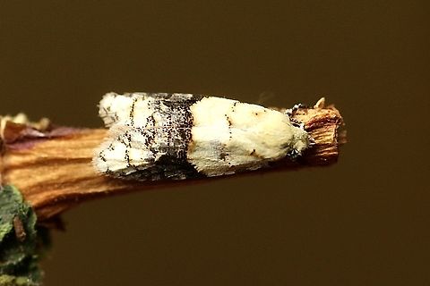 Tracholena sulfurosa A very small moth with only approximately 10mm, wingspan. Attracted to UV light Australia,Eamw moth,Geotagged,Summer,Tracholena,Tracholena sulfurosa