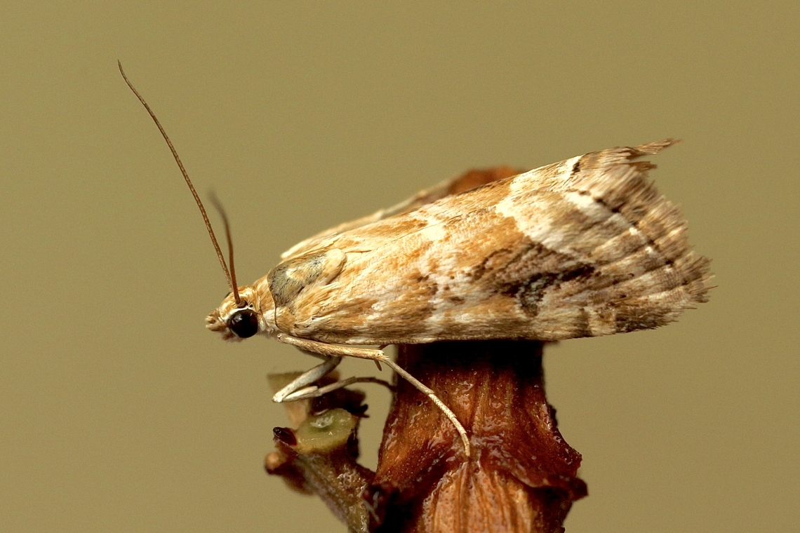 Cabbage Centre Grub moth - Hellula hydralis, Attracted to YV light. Australia,Eamw moth,Encounter Bay SA,Geotagged,Hellula hydralis,Paraguda ew,Summer