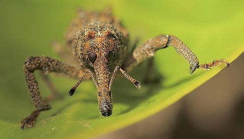 Elephant Weevil - Orthorhinuus cylindrirostris Portrait  Australia,Eamw weevils,Elephant Weevil,Geotagged,Orthorhinus cylindrirostris,Summer