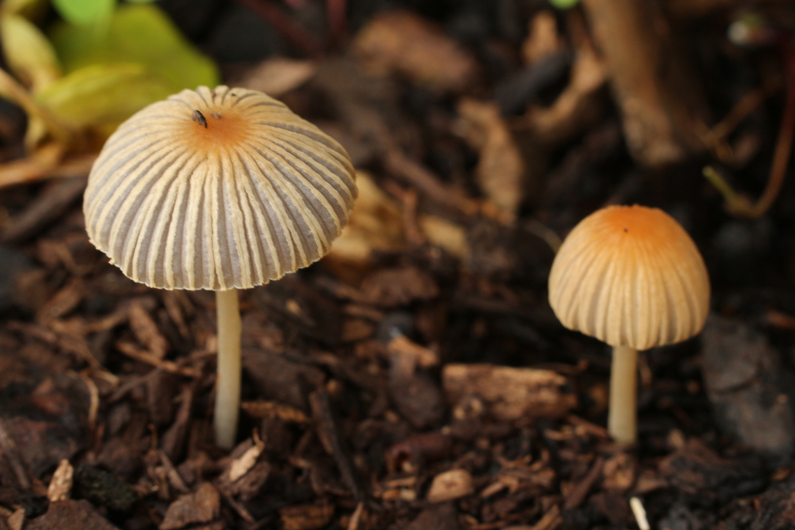 Pleated Inkcap -Parasola plicatilis  Australia,Geotagged,Parasola plicatilis,Pleated Inkcap,Summer