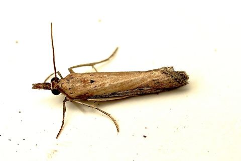Couchgass webworm - Faveria tritalis Attracted to UV light. Australia,Eamw moth,Faveria,Faveria tritalis,Geotagged,Summer,UV light
