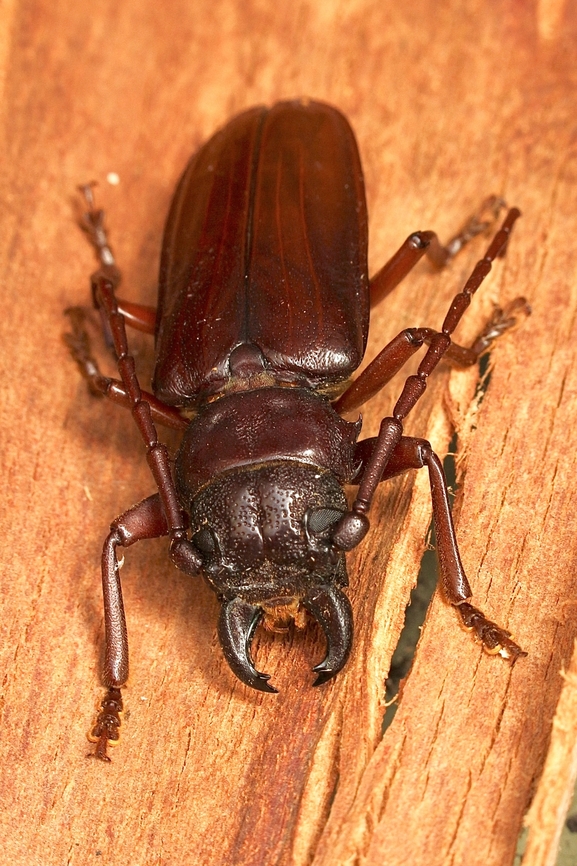 Longhorn Beetle -Family Cerambycidae Found under eucalyptus tree bark  Australia,Eamw beetles,Geotagged,Summer,myponga