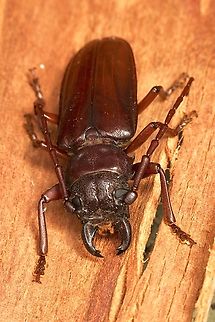 Longhorn Beetle -Family Cerambycidae Found under eucalyptus tree bark  Australia,Eamw beetles,Geotagged,Summer,myponga