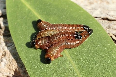 Sawfly larvae-Genus Perga Found feeding on eucalyptus trees (unidentified) Australia,Eamw sawflies,Geotagged,Summer