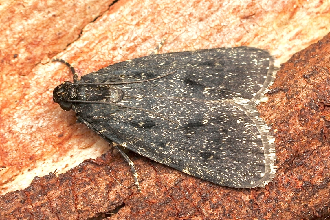 Stericta carbonalis  Australia,Eamw moth,Geotagged,Stericta,Stericta carbonalis,Summer,UV light