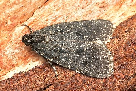 Stericta carbonalis Australia,Eamw moth,Geotagged,Stericta,Stericta carbonalis,Summer,UV light