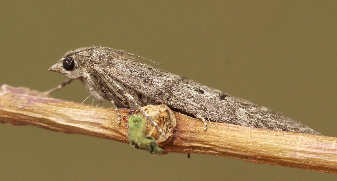 Heteromicta pachytera Attracted to UV light. Australia,Eamw moth,Encounter Bay SA,Geotagged,Heteromicta ew,Heteromicta pachytera,Summer