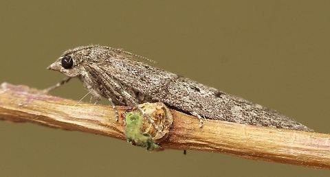 Heteromicta pachytera Attracted to UV light. Australia,Eamw moth,Encounter Bay SA,Geotagged,Heteromicta ew,Heteromicta pachytera,Summer