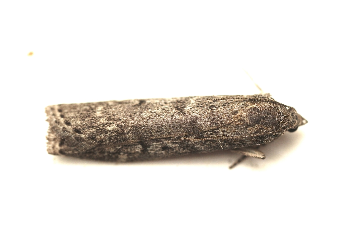 Heteromicta pachytera Attracted to UV light. Australia,Eamw moth,Geotagged,Heteromicta ew,Heteromicta pachytera,Summer