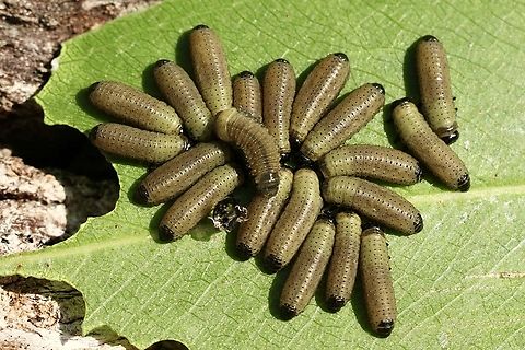 Beetle larvae of Genus Paropsisterna Feeding on unidentified eucalyptus  Australia,Geotagged,Summer