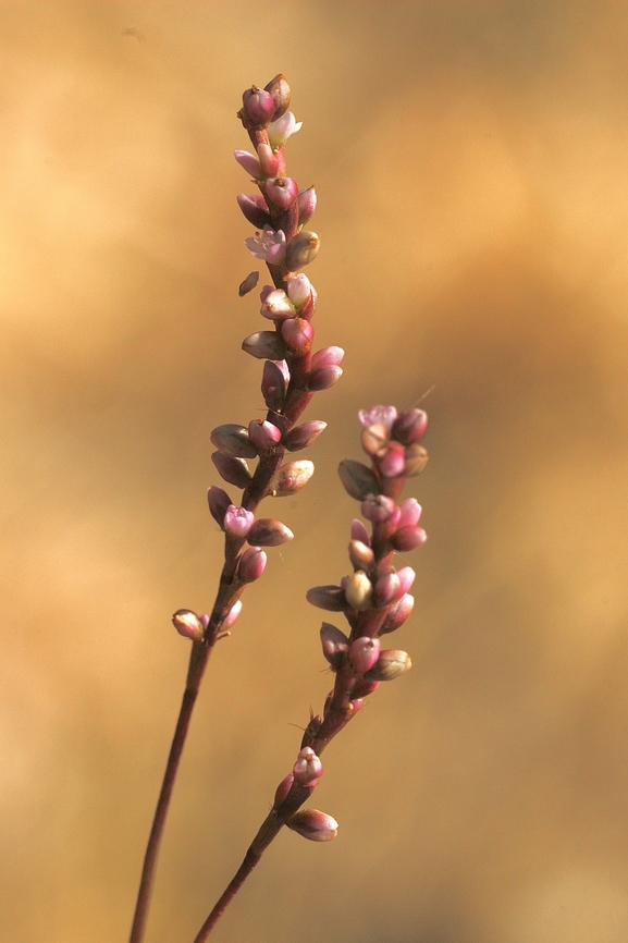Slender knotweed - Persicaria decipiens Growing along small creek. Australia,Geotagged,Persicaria decipiens,Summer