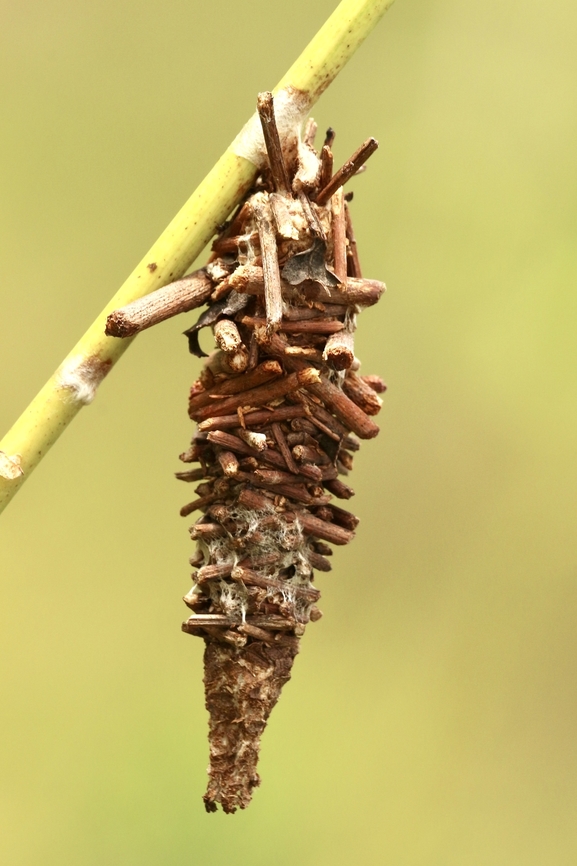 Abbot’s Bagworm - Oiketicus abbotii  Abbot's Bagworm Moth,Eamw case moth,Eamw moth,Geotagged,Oiketicus,Oiketicus abbotii,Summer,United States