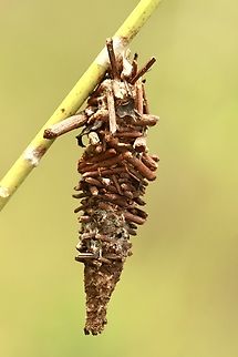 Abbot’s Bagworm - Oiketicus abbotii  Abbot's Bagworm Moth,Eamw case moth,Eamw moth,Geotagged,Oiketicus,Oiketicus abbotii,Summer,United States