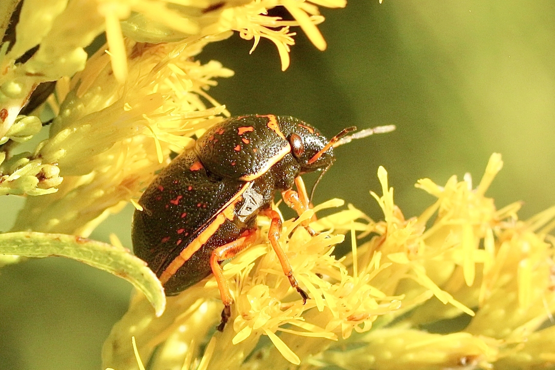 Orsilochides guttata  Eamw shield bugs,Geotagged,Orsillochides guttata,Orsilochides guttata,Summer,United States