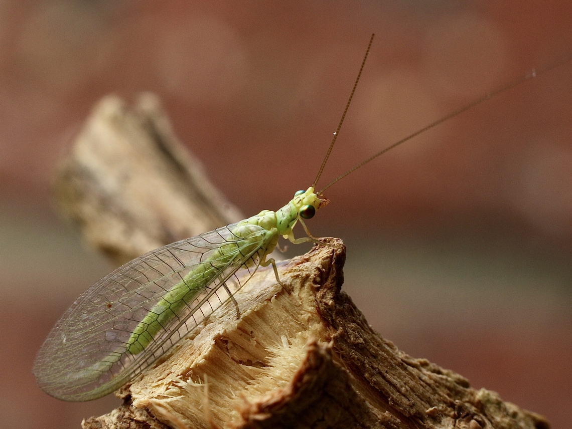 Lacewing species -Plesiochrysa ramburi  Australia,Eamw lacewings,Geotagged,Plesiochrysa ramburi,Summer