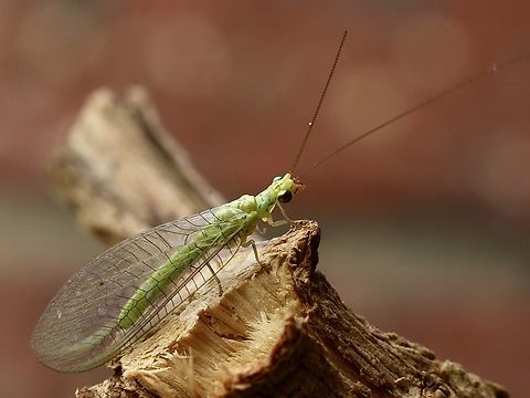 Lacewing species -Plesiochrysa ramburi  Australia,Eamw lacewings,Geotagged,Plesiochrysa ramburi,Summer