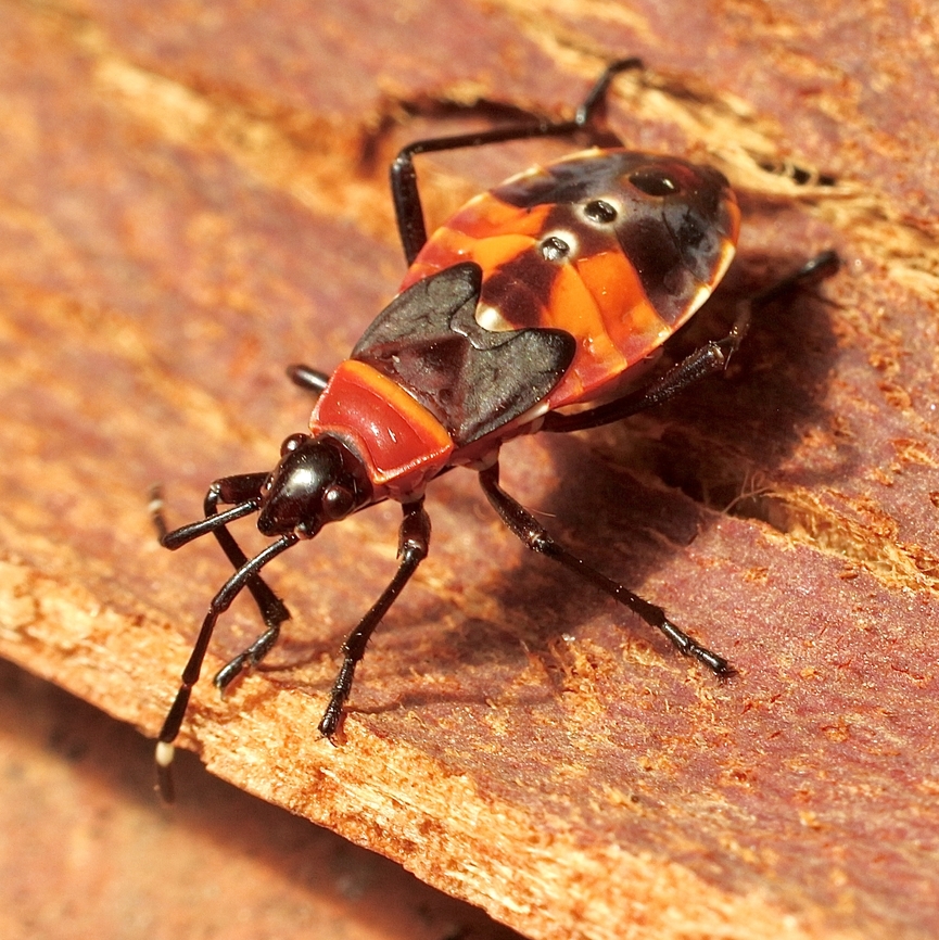 Harlequin bug - Dindymus versicolor Looks like fourth instar . Australia,Dindymus versicolor,Eamw,Eamw cotton stained bugs,Geotagged,Harlequin Bug,Summer