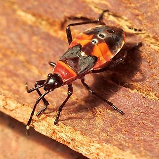 Harlequin bug - Dindymus versicolor Looks like fourth instar . Australia,Dindymus versicolor,Eamw,Eamw cotton stained bugs,Geotagged,Harlequin Bug,Summer