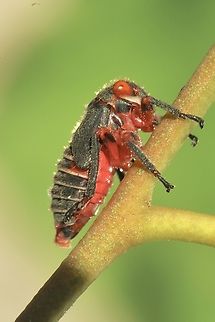 Two-lined gum-tree hopper - Eurymeloides bicincta Nymphal stage. Australia,Eamw leafhoppers,Eurymeloides bicincta,Geotagged,Summer,Two-lined gum-treehopper