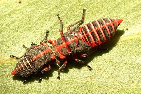 Two-lined gum-treehoppers - Eurymeloides bicincta The usual head to head  resting position of the instars. In this case it appears to be instars of different ages. Australia,Eamw leafhoppers,Eurymeloides bicincta,Geotagged,Summer
