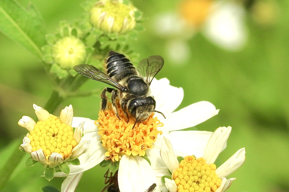Silver-tailed Petal-cutter bee - Megachile montivaga  Eamw bees,Geotagged,Megachile montivaga,Summer,United States