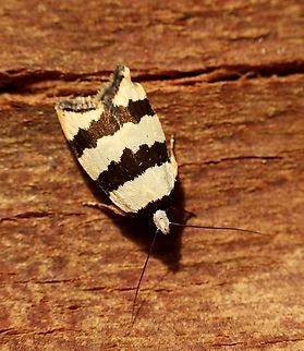 Zonopetala clerota Attracted to UV light. Body length approximately 6 mm. Australia,Eamw moth,Geotagged,Summer,Zonopetala,Zonopetala clerota
