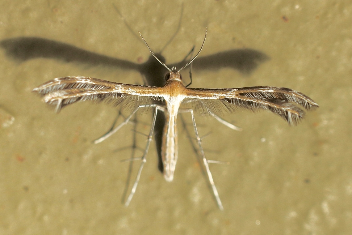 Stangeia xerodes Attracted to UV light. Wingspan approximately 12mm Australia,Eamw moth,Geotagged,Stangeia,Stangeia xerodes,Summer