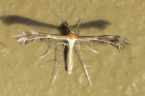 Stangeia xerodes Attracted to UV light. Wingspan approximately 12mm Australia,Eamw moth,Geotagged,Stangeia,Stangeia xerodes,Summer