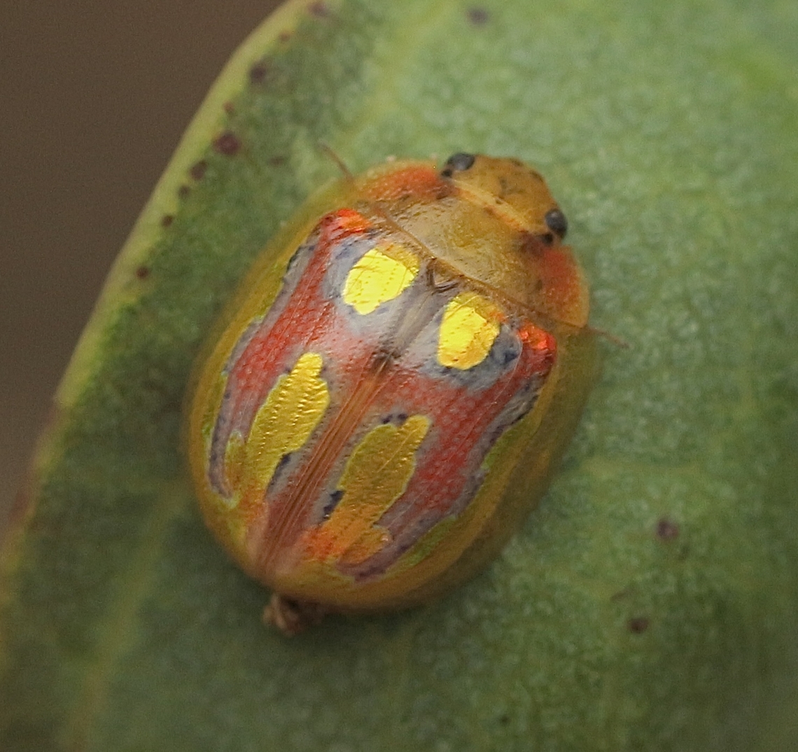 Paropsisterna nobilitata  Australia,Eamw beetles,Geotagged,Paropsisterna nobilitata,Summer,Winter
