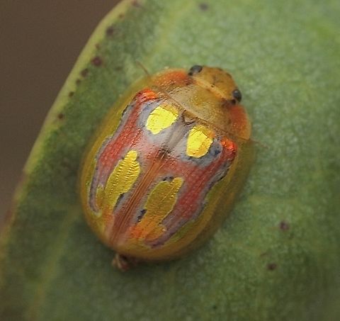 Paropsisterna nobilitata  Australia,Eamw beetles,Geotagged,Paropsisterna nobilitata,Summer,Winter