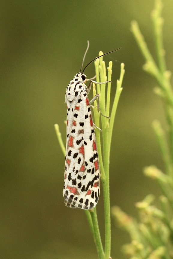Heliotrope moth -Utetheisa pulchelloides  Australia,Eamw moth,Geotagged,Heliotrope moth,Summer,Utetheisa,Utetheisa pulchelloides