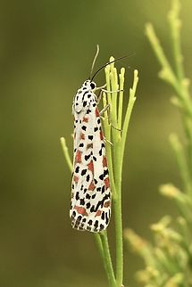 Heliotrope moth -Utetheisa pulchelloides  Australia,Eamw moth,Geotagged,Heliotrope moth,Summer,Utetheisa,Utetheisa pulchelloides