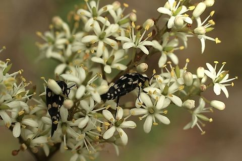 Pin-tailed tumble beetles - Genus Hoshihananomia Feeding on Australia,Geotagged,Mordella dumbrelli,Summer,Winter