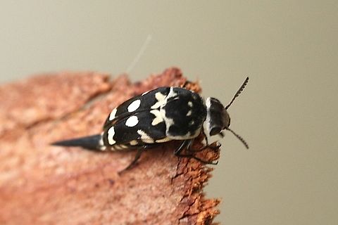 Pin-tailed tumble beetle   Genus Hoshihananomia Looks like renamed from Mordella dumbrelli to Hoshihananomia dumbrelli Australia,Eamw beetles,Geotagged,Mordella dumbrelli,Summer