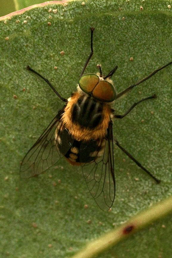 Flower-feeding March fly - Scaptia auriflua  Australia,Eamw flies,Flower-feeding march fly,Geotagged,Scaptia auriflua,Summer